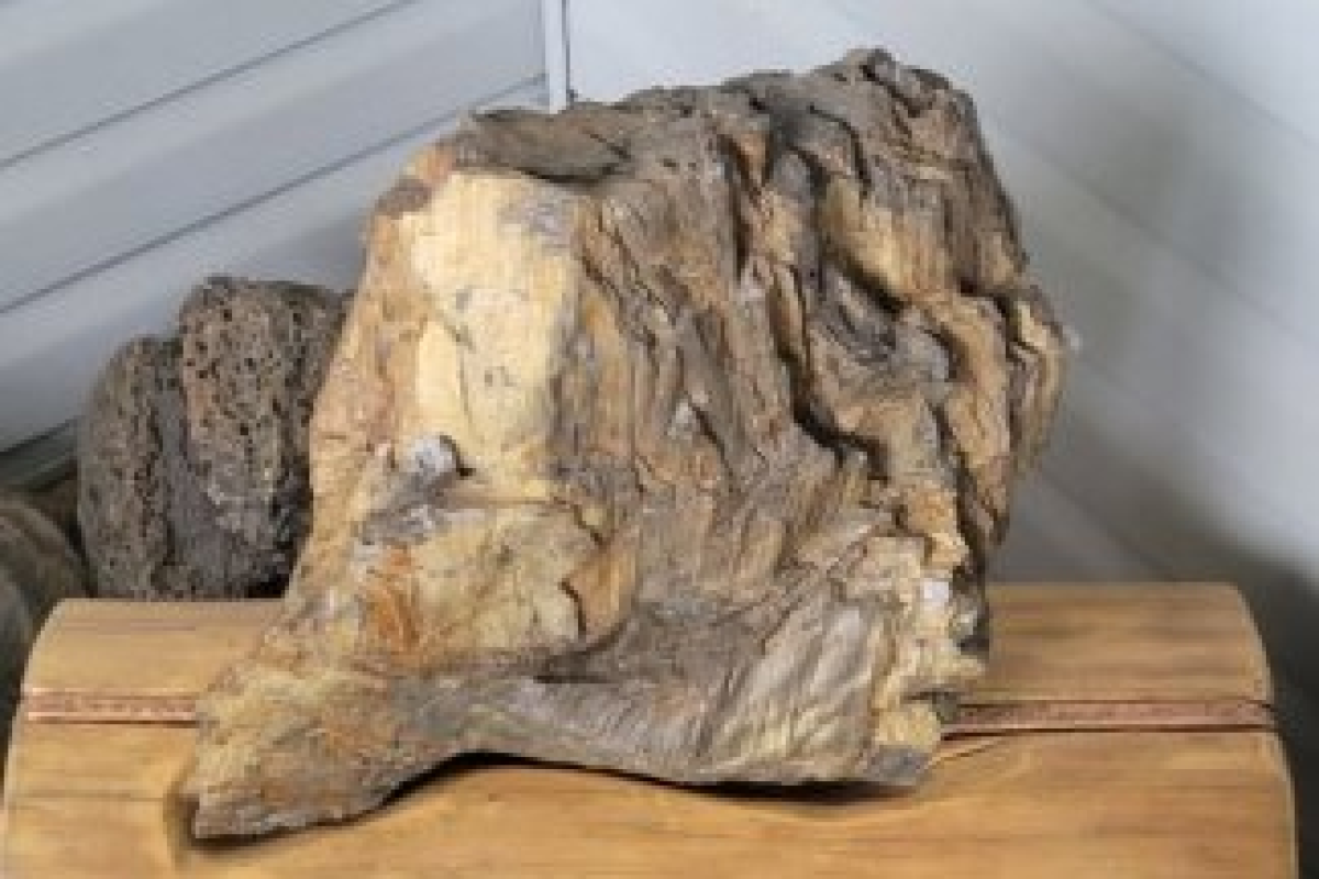 1 million year old spruce stump with base