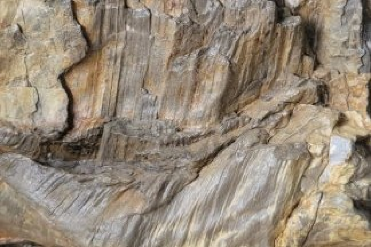 1 million year old spruce stump with base