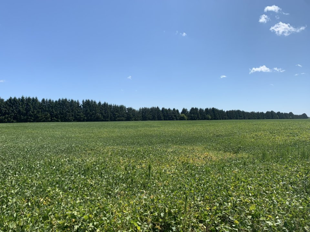 For Sale: 68 Acre Farm (Land Only) Florence, ON