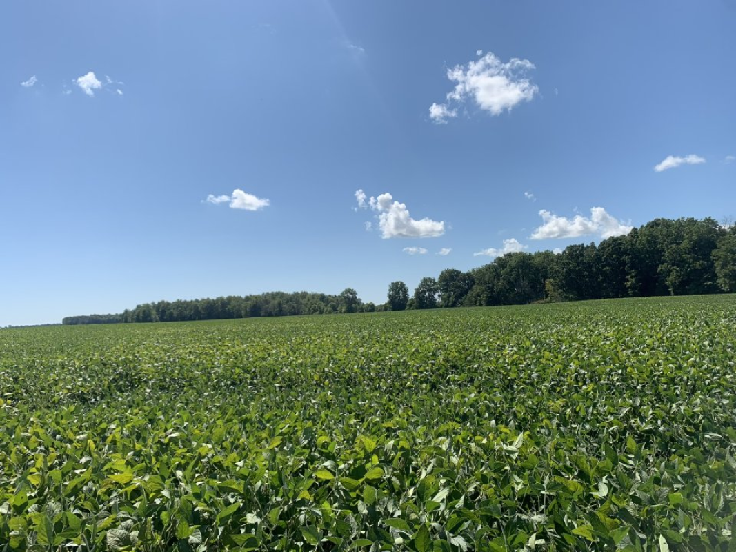 For Sale: 68 Acre Farm (Land Only) Florence, ON