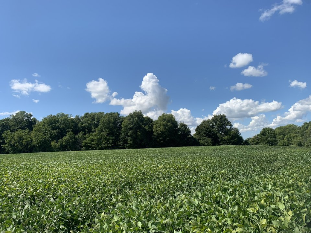 For Sale: 68 Acre Farm (Land Only) Florence, ON