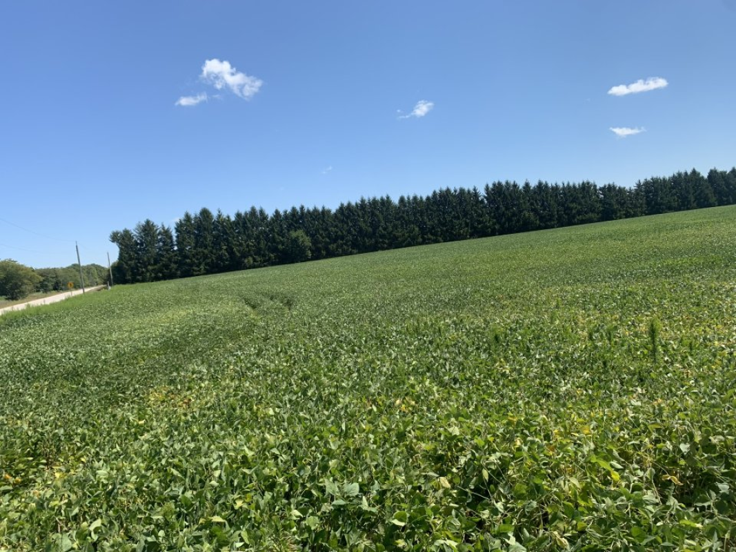 For Sale: 68 Acre Farm (Land Only) Florence, ON