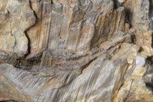 1 million year old spruce stump with base